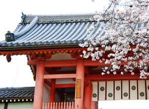 Sakura-Shrine-Kyoto