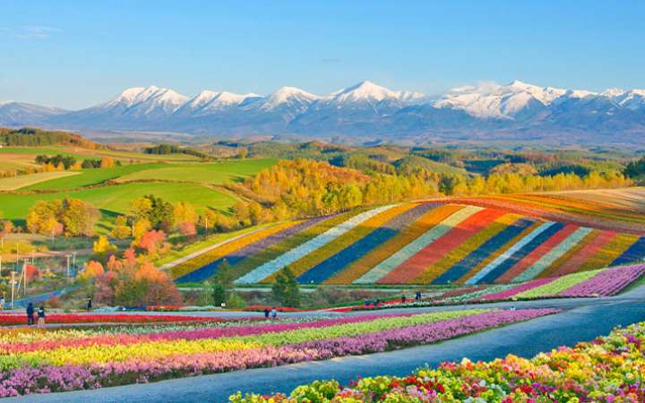 Panoramic view of colorful flower fields in Biei, Hokkaido, Japan with snow-capped mountains in the background, showcasing vibrant rows of tulips and seasonal blooms under a clear blue sky in spring.