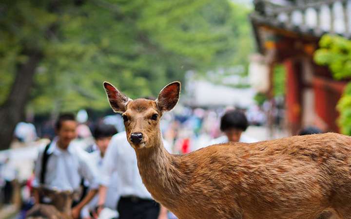 Peaceful scene at Nara Park with freely roaming deer, cherry blossoms in full bloom, and the historic Todai-ji Temple in the background under a clear sky