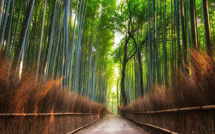  Arashiyama Bamboo Grove, a renowned natural landmark located in Kyoto, Japan. Scenic path through a serene bamboo forest in Japan, with towering green stalks creating a peaceful and immersive natural atmosphere