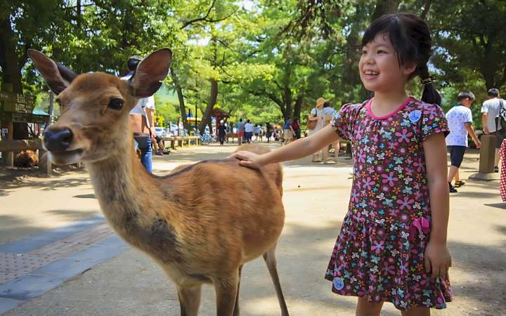 Freely roaming deer at Nara Deer Park in Japan, set against the backdrop of temples and ancient trees in the historic city of Nara — a popular cultural and wildlife destination.