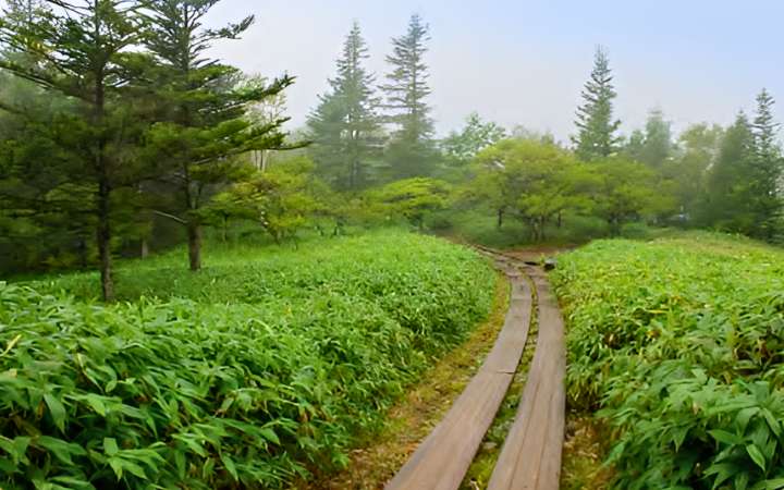 Peaceful landscape of the Oku-Nikkō plains in Nikko National Park, Japan, featuring open meadows, wetlands, and mountain backdrops ideal for hiking and nature watching