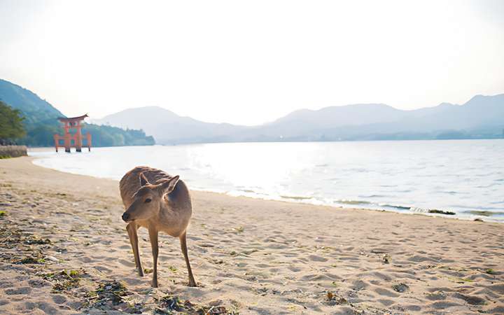 Wild deer roaming freely along the shores of the Seto Inland Sea on Miyajima Island, Japan — a peaceful symbol of nature and spiritual harmony in this coastal UNESCO site