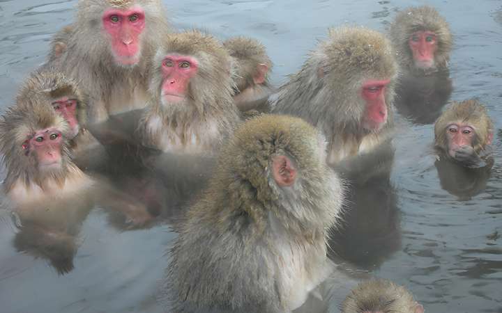 Japanese macaques soaking in the natural hot springs at Yudanaka Onsen in Nagano, Japan – a unique winter wildlife experience