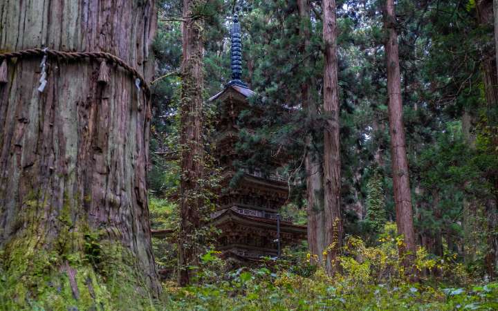 Five-story pagoda of Mount Haguro in Yamagata, hidden among towering cedar trees, UNESCO-recognized pilgrimage site on the Dewa Sanzan mountains